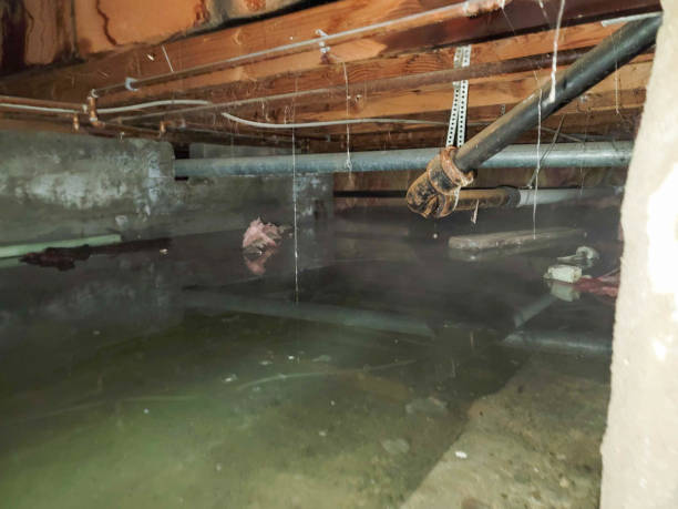 Best Flooded house restoration  in Citrus Springs, FL
