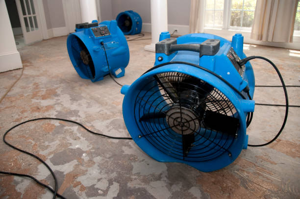Best Water damage restoration experts  in Citrus Springs, FL